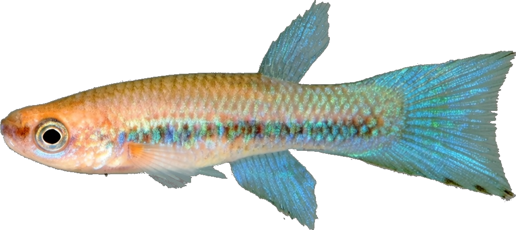 Rivulus (Laimosemion) lyricauda