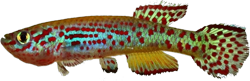 MAF - Fundulopanchax gardneri mamfense
