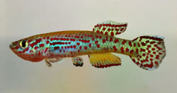 00-2-Copr_2020-Ed_Purzlt.jpg