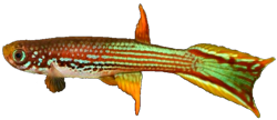 MAH - Rivulus (Laimosemion) mahdiaensis