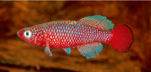 MAK - Nothobranchius makondorum