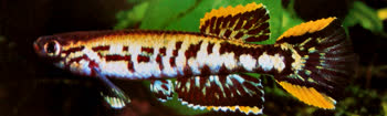 MAL - Aphyosemion maculatum
