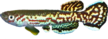 MAM - Fundulopanchax marmoratus