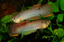 MCL - Rachovia maculipinnis