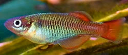 MDS - Platypanchax modestus