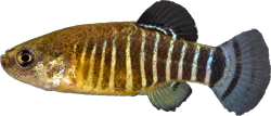 MEA - Aphanius maeandricus