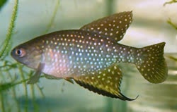 MED - Hypsolebias mediopapillatus