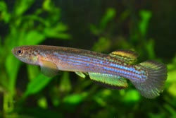 MEJ - Rivulus mejiai