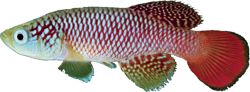 MEP - Nothobranchius melanospilus