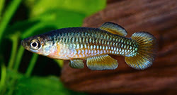 MGA - Lacustricola margaritatus