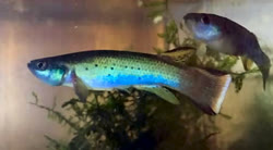 MGD - Cynodonichthys magdalenae