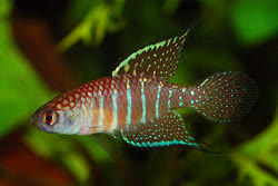 MGS - Hypsolebias marginatus