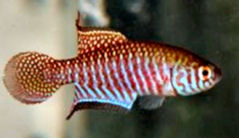 MGT - Simpsonichthys margaritatus