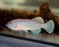 MIL - Nothobranchius (N.mic) microlepis