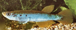 A. mimbon Holotype MNHN 1978/0146