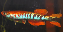 BBS_99-22