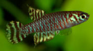 MIN - Leptolebias minimus