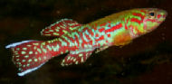 MIR - Fundulopanchax mirabilis
