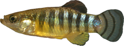 MIT - Anatolichthys meridionalis