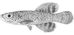 MKZ - Nothobranchius mkuziensis