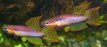 MLG - Aphyosemion melanogaster