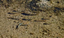 MLL - Cyprinodon salinus milleri