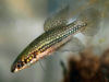 MLN - Cynopoecilus melanotaenia