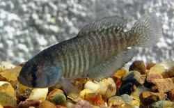 MLR - Austrolebias melanoorus