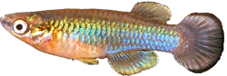 MLS - Lacustricola maculatus
