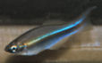 MLT - Plataplochilus miltotaenia