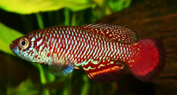 MLZ - Nothobranchius milvertzi