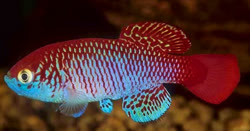MME - Nothobranchius moameensis