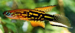 MMO - Leptolebias marmoratus