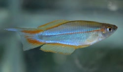 MMS - Plataplochilus mimus