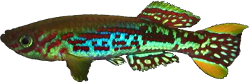 MOE - Fundulopanchax moensis