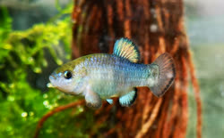 MOI - Cyprinodon nevadensis mionectes