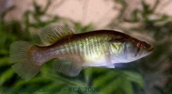 MOS - Austrolebias monstrosus