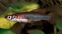 MPS - Cynopoecilus multipapaillatus