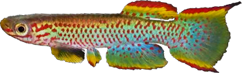 MRG - Aphyosemion marginatum