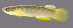 00-0-Copr_2014-W_Costa-Holotype-UFRJ-9822t.jpg