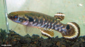 MRM - Rivulus (Kryptolebias) marmoratus