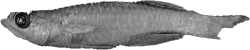 MRS - Lacustricola moeruensis