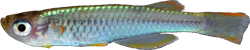 MSQ - Hylopanchax multisquamatus