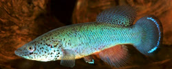 MTA - Nothobranchius matanduensis