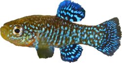 MTD - Paraphanius mentoides