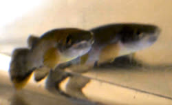 MTM - Rivulus (Cynodonichthys) montium