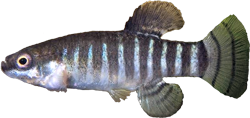 MTS - Anatolichthys marassantensis