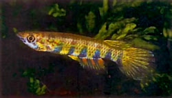 MUF - Epiplatys multifasciatus