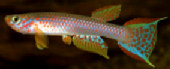 01-0-Copr_2011_H_Ottt.jpg
