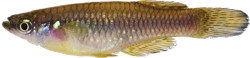 MYA - Lacustricola myaposae